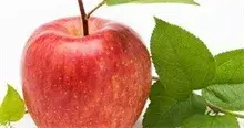 套袋蔷薇科（苹果）皱裂该怎么办