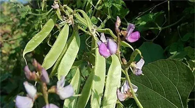 早春扁豆种植注意什么