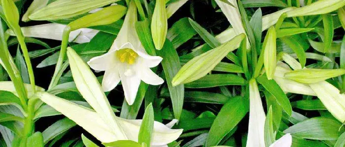 食用百合的种植方法