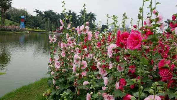 蜀葵的种植方法与注意事项 蜀葵有哪些品种