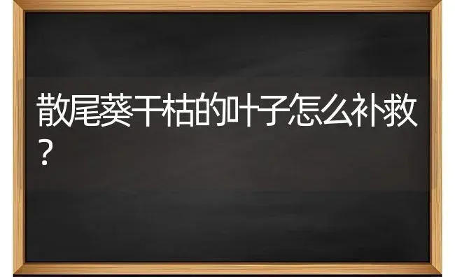 散尾葵干枯的叶子怎么补救？ | 植物问答