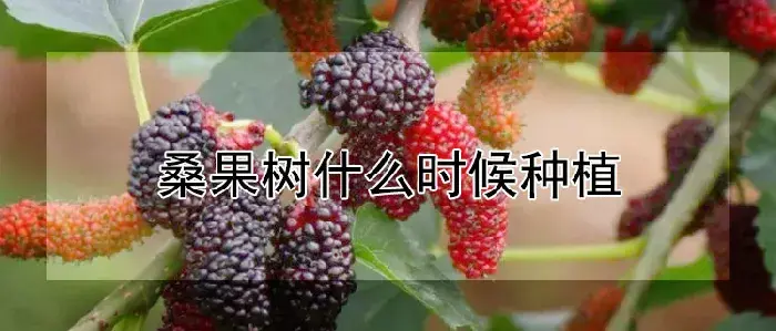 桑果树什么时候种植