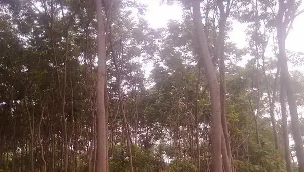2018种杜仲赚钱吗？杜仲种植的利润与投资成本及前景预测