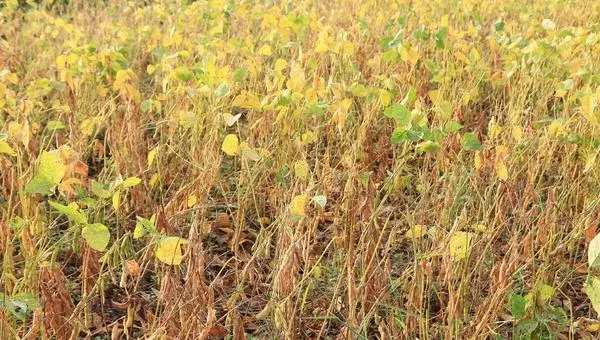 黄豆怎么种 黄豆种植技术与注意事项