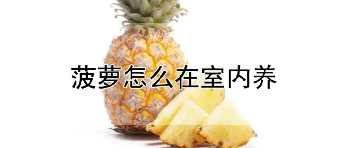 菠萝怎么在室内养