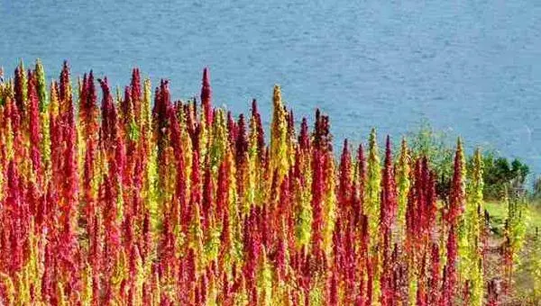 藜麦的种植与栽培技术 藜麦种植时间