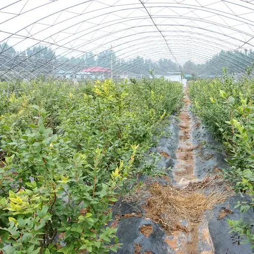 地果的栽培管理技术