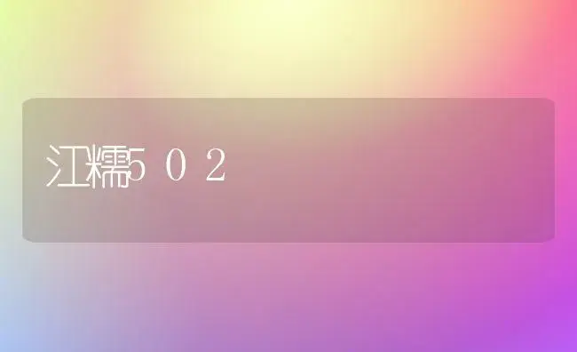 江糯502 | 植物科普