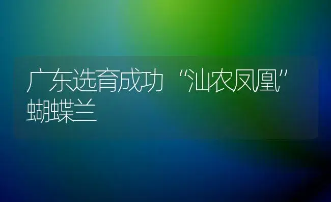 广东选育成功“汕农凤凰”蝴蝶兰 | 植物科普