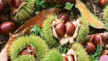 种板栗虫害的防治