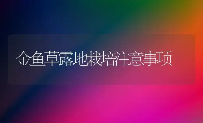 金鱼草露地栽培注意事项 | 植物科普