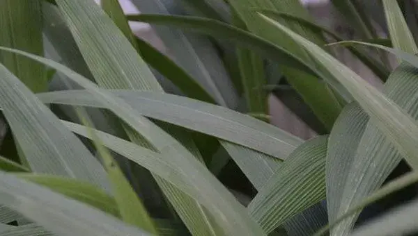 宽叶草种子哪里有卖？怎么育苗？