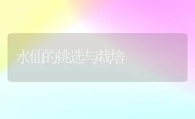 水仙的挑选与栽培 | 植物知识