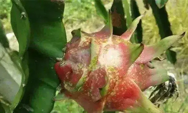 火龙果花皮果原因及防治措施