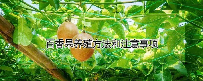 百香果养殖方法和注意事项