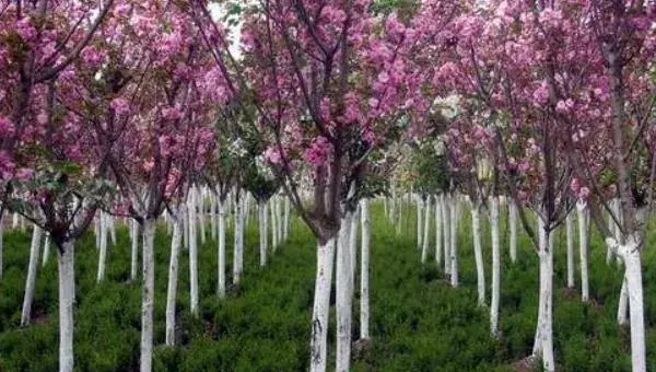 樱花树怎么种 樱花树种植方法与注意事项