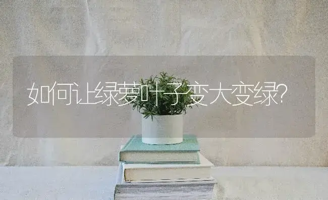 如何让绿萝叶子变大变绿？ | 植物问答