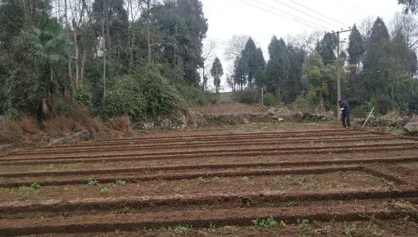 板蓝根种植技术要点，加强田间管理是关键