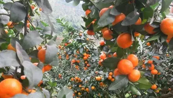 金秋砂糖桔的缺点