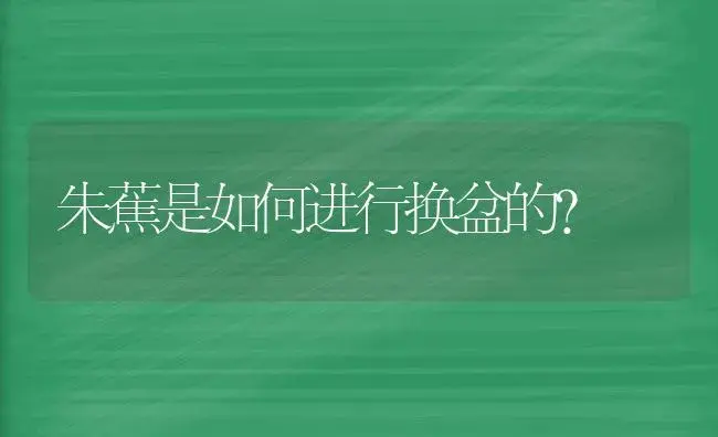 朱蕉是如何进行换盆的？ | 植物问答