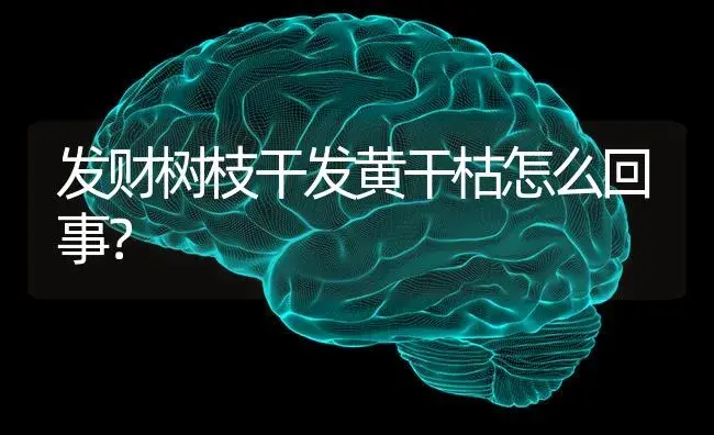 发财树枝干发黄干枯怎么回事？ | 植物问答