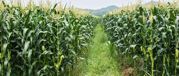 水果玉米种植技术要点与管理注意事项