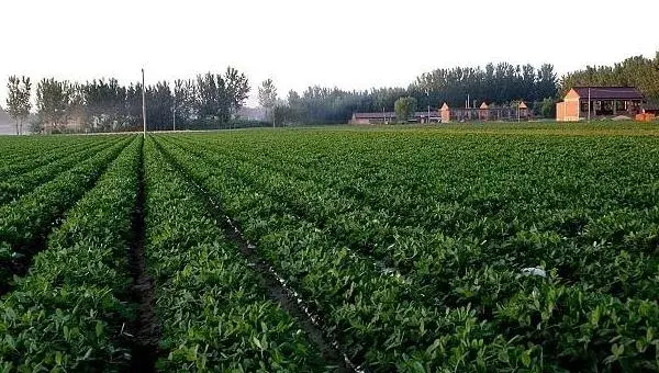 地膜花生的种植技术，种植时间为5月中旬