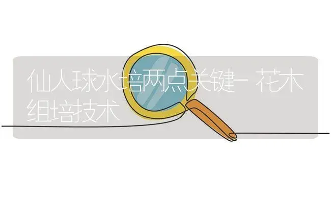 仙人球水培两点关键-花木组培技术 | 植物知识