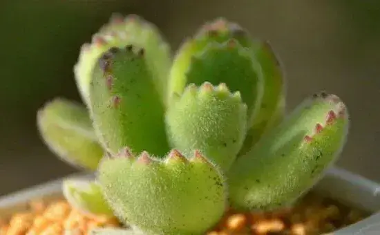 多肉植物熊童子怎么养，熊童子养殖经验分享