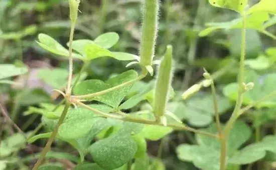 肾炎草种植技术，远离有污染源的地方