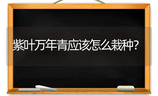 紫叶万年青应该怎么栽种？ | 植物问答