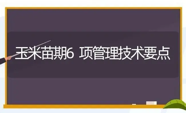 玉米苗期6项管理技术要点 | 植物科普