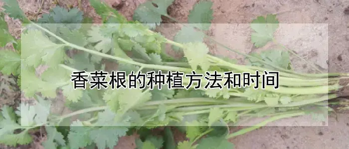 香菜根的种植方法和时间