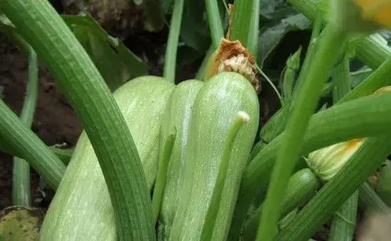 高产西葫芦需要掌握的种植管理技巧有哪些？