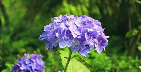 八仙花叶子发黄怎么办 八仙花怎么修剪枝叶好看