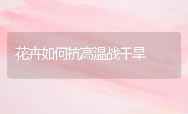 花卉如何抗高温战干旱 | 植物科普