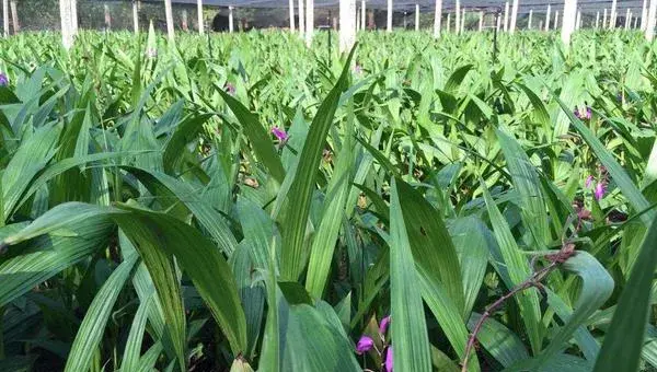 白芨种植技术 白芨种植什么季节种植