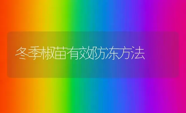 冬季椒苗有效防冻方法 | 植物科普