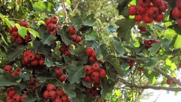 2018种山楂赚钱吗？山楂种植的利润与投资成本及前景预测