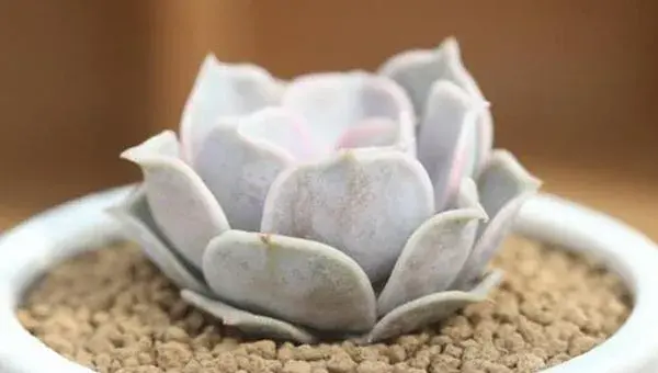 丽娜莲多肉怎么养 丽娜莲能长多大（何时开花）