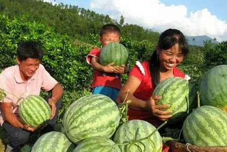 种西瓜人工辅助授粉技术