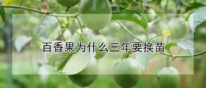 百香果为什么三年要换苗