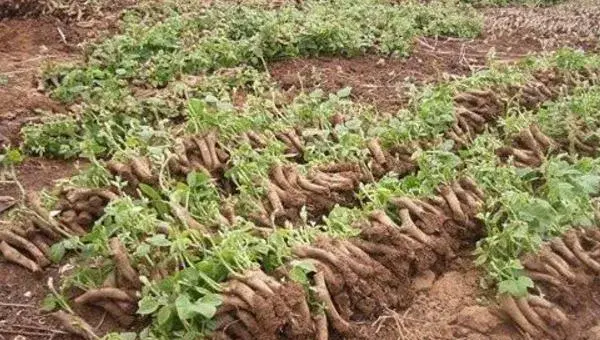 葛根怎么种 葛根种植方法技术