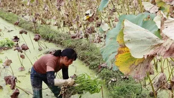 茨菇亩产量多少斤