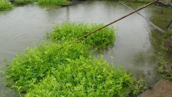 水芹菜池塘种植技术，生态浮床种植水芹