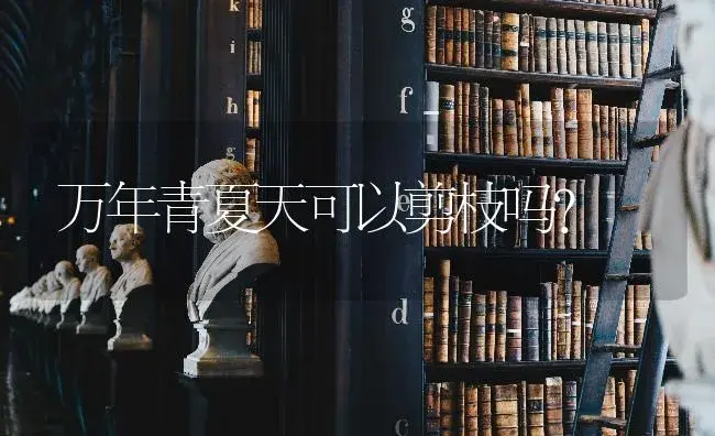 万年青夏天可以剪枝吗？ | 植物问答