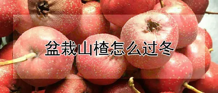 盆栽山楂怎么过冬