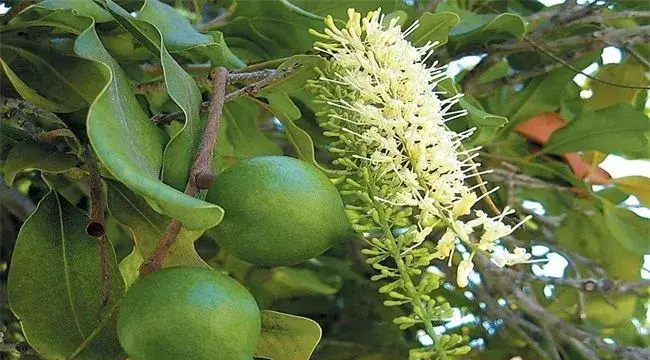 夏威夷果的种植技术介绍