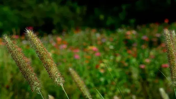 2018种狼尾草赚钱吗？狼尾草种植的利润与投资成本及前景预测