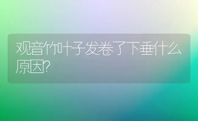 观音竹叶子发卷了下垂什么原因？ | 植物问答